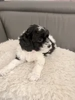 Oreo, a male Poodle - Miniature  for sale in Marlboro Township, NJ – 3 of 4