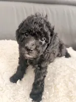 White paw , a male Poodle - Miniature  for sale in Marlboro Township, NJ – 4 of 8