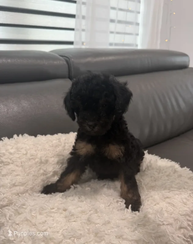 Tiny – Poodle - Miniature  puppy for sale in Marlboro Township, NJ