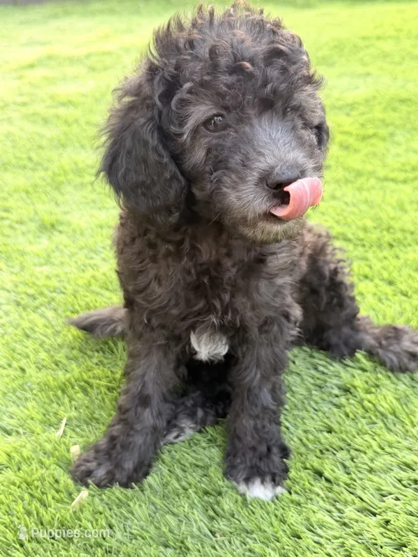 White paw  – Poodle - Miniature  puppy for sale in Marlboro Township, NJ