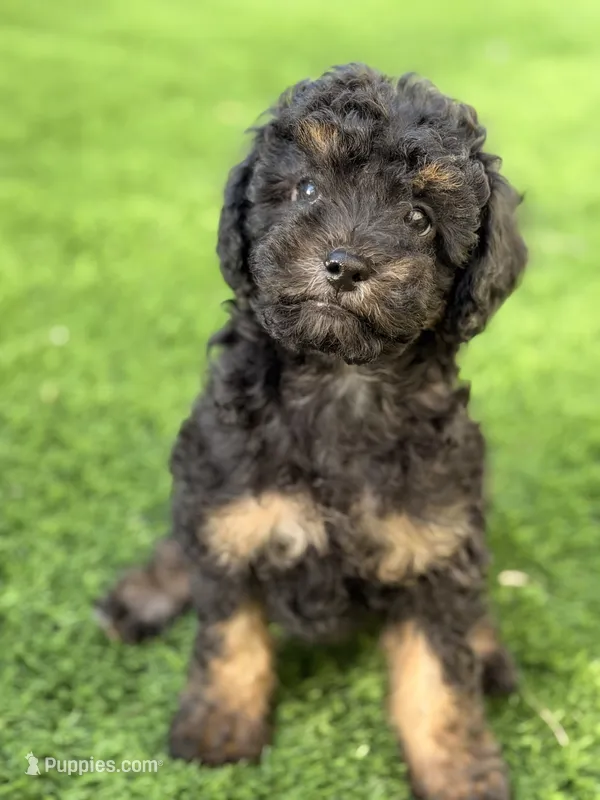 Tiny – Poodle - Miniature  puppy for sale in Marlboro Township, NJ