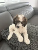 Milky Way , a male Poodle - Miniature  for sale in Marlboro Township, NJ – 3 of 6