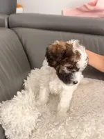 Milky Way , a male Poodle - Miniature  for sale in Marlboro Township, NJ – 6 of 6