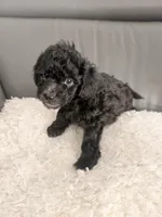 White paw , a male Poodle - Miniature  for sale in Marlboro Township, NJ – 5 of 8