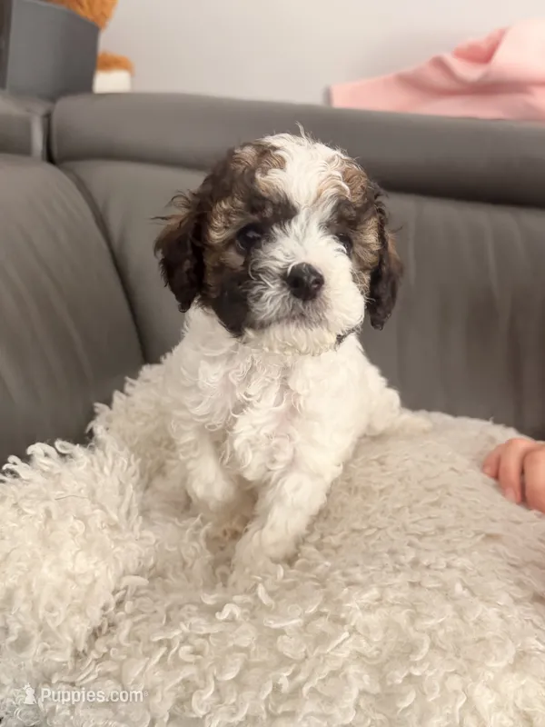 Milky Way  – Poodle - Miniature  puppy for sale in Marlboro Township, NJ