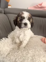 Milky Way , a male Poodle - Miniature  for sale in Marlboro Township, NJ – 1 of 6