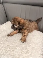 Cookie , a male Poodle - Miniature  for sale in Marlboro Township, NJ – 5 of 5