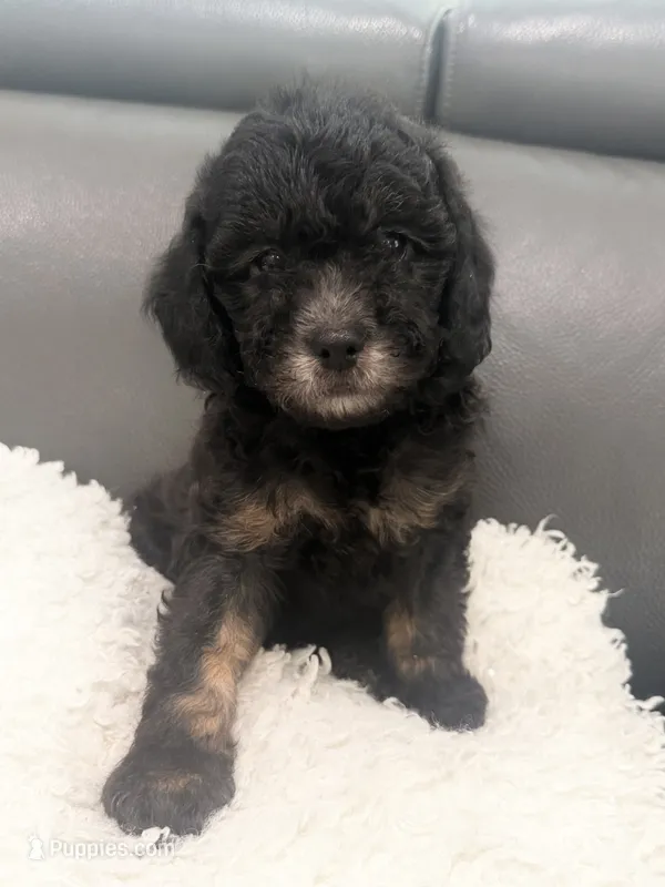 Ham – Poodle - Miniature  puppy for sale in Marlboro Township, NJ