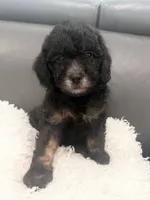 Ham, a male Poodle - Miniature  for sale in Marlboro Township, NJ – 1 of 4