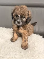 Cookie , a male Poodle - Miniature  for sale in Marlboro Township, NJ – 4 of 5