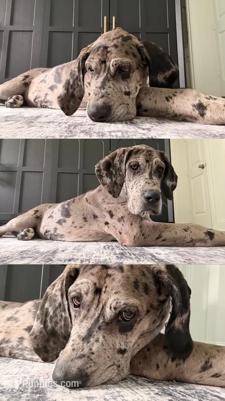 Zara – Great Dane puppy for sale in Mansfield, TX