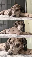 Zara, a female Great Dane for sale in Mansfield, TX – 1 of 2