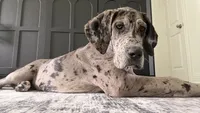 Zara, a female Great Dane for sale in Mansfield, TX – 2 of 2