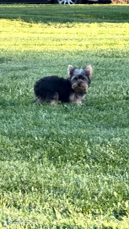 Sebastian – Yorkshire Terrier puppy for sale in Ann Arbor, MI