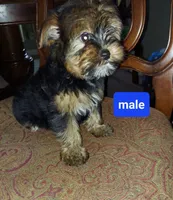 Romeo, a male Yorkshire Terrier for sale in Ypsilanti, MI – 3 of 3