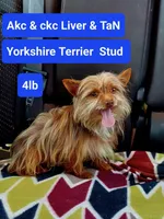 Lulu, a female Yorkshire Terrier for sale in Ypsilanti, MI – 5 of 7