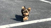 Romeo, a male Yorkshire Terrier for sale in Ypsilanti, MI – 3 of 3