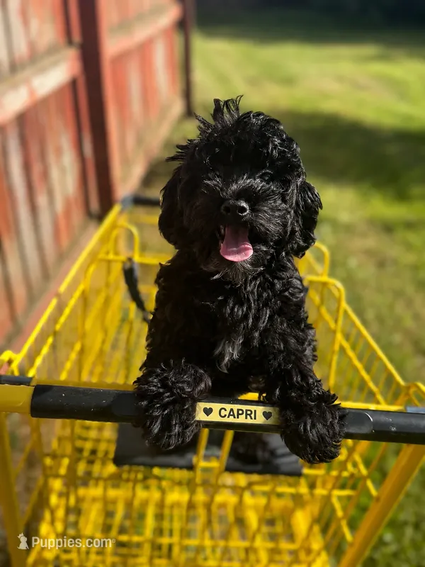 Capri – Yorkipoo puppy for sale in Ypsilanti, MI