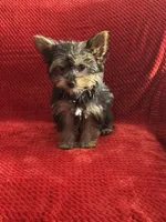 Mike & Ike, a male Yorkshire Terrier for sale in Ypsilanti, MI – 7 of 8