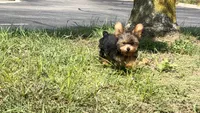 Romeo, a male Yorkshire Terrier for sale in Ypsilanti, MI – 2 of 3