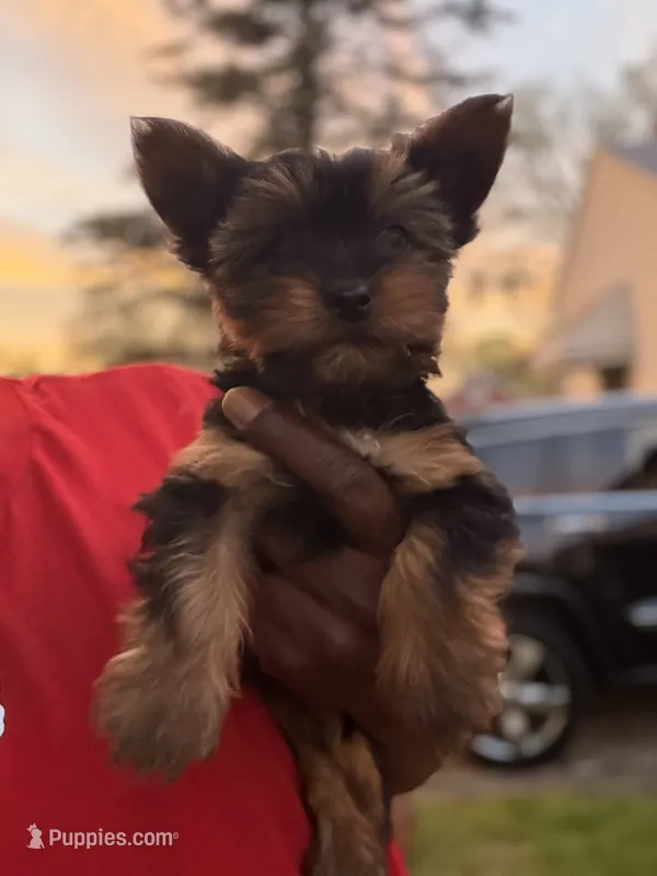 Kobe – Yorkshire Terrier puppy for sale in Ypsilanti, MI