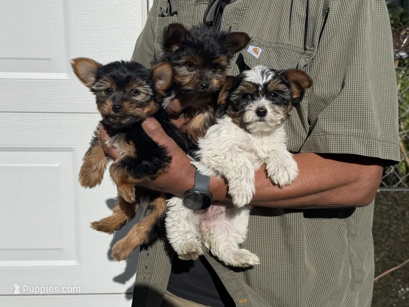 Kobe – Yorkshire Terrier puppy for sale in Ypsilanti, MI