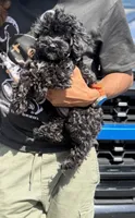 Capri, a female Yorkipoo for sale in Ypsilanti, MI – 7 of 7