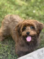 Capri, a female Yorkipoo for sale in Ypsilanti, MI – 3 of 7