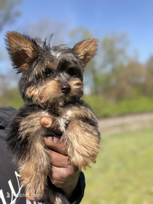 Ali – Yorkshire Terrier puppy for sale in Ypsilanti, MI