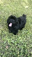 Cosmo, a male Yorkipoo for sale in Ypsilanti, MI – 7 of 7