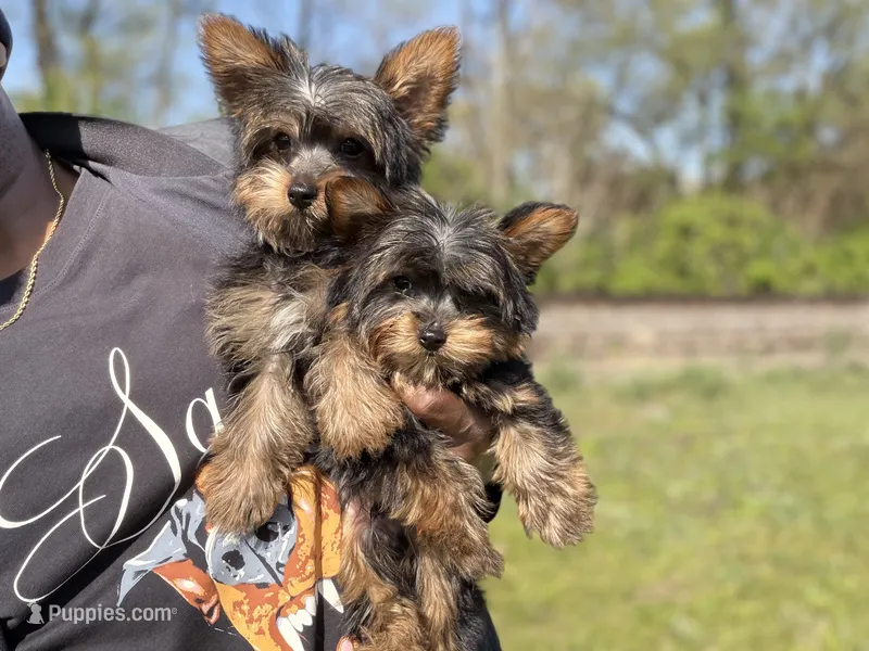 Mike & Ike – Yorkshire Terrier puppy for sale in Ypsilanti, MI