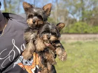 Mike & Ike, a male Yorkshire Terrier for sale in Ypsilanti, MI – 1 of 8