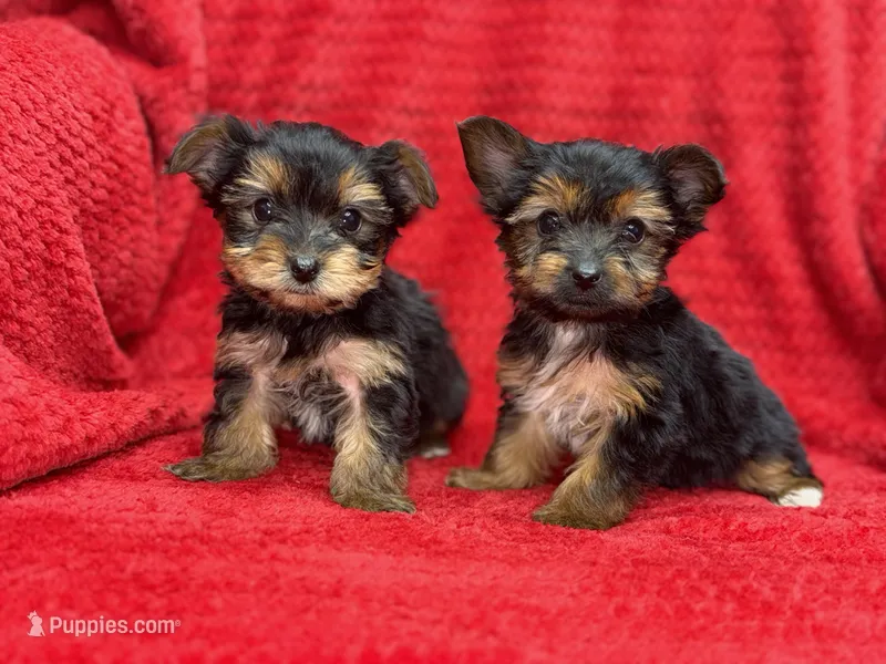 Kobe – Yorkshire Terrier puppy for sale in Ypsilanti, MI