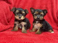 Kobe, a male Yorkshire Terrier for sale in Ypsilanti, MI – Photo 1 of 5