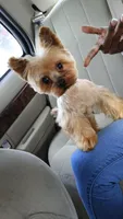 Kobe, a male Yorkshire Terrier for sale in Detroit, MI – Photo 3 of 4