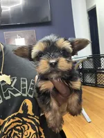 Kobe, a male Yorkshire Terrier for sale in Ypsilanti, MI – Photo 5 of 5