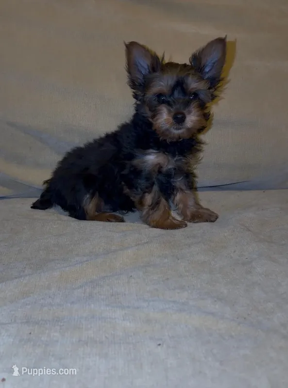 Kobe – Yorkshire Terrier puppy for sale in Detroit, MI
