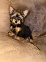Kobe, a male Yorkshire Terrier for sale in Detroit, MI – Photo 2 of 4