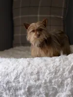 Lulu, a female Yorkshire Terrier for sale in Ypsilanti, MI – 7 of 7