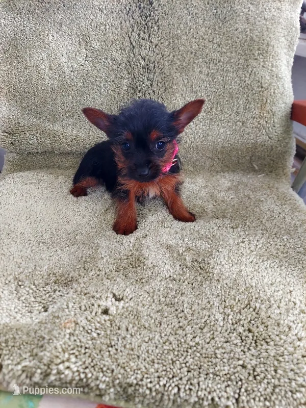 Lulu – Yorkshire Terrier puppy for sale in Ypsilanti, MI