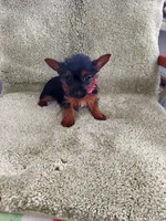 Lulu, a female Yorkshire Terrier for sale in Ypsilanti, MI – 1 of 7