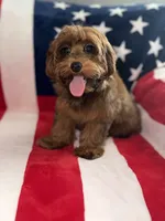 Cosmo, a male Yorkipoo for sale in Ypsilanti, MI – 3 of 7
