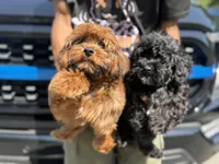 Cosmo, a male Yorkipoo for sale in Ypsilanti, MI – 6 of 7