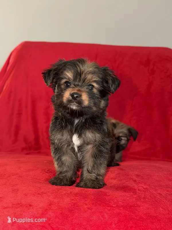 Chip – Shih Tzu, Yorkshire Terrier puppy for sale in Ann Arbor, MI