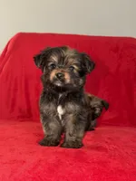 Chip, a male Shih Tzu and Yorkshire Terrier for sale in Ann Arbor, MI – 1 of 6