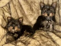 Mike & Ike, a male Yorkshire Terrier for sale in Ypsilanti, MI – 3 of 8