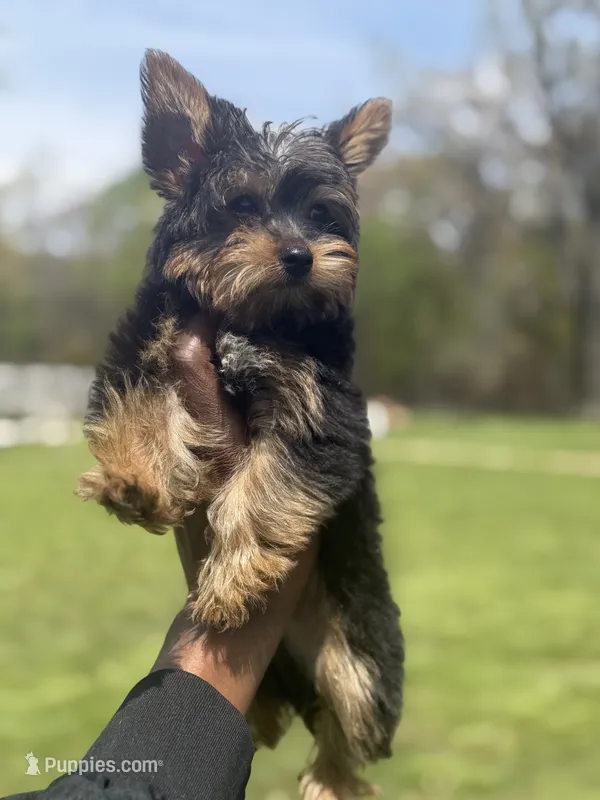 Sebastian – Yorkshire Terrier puppy for sale in Ann Arbor, MI