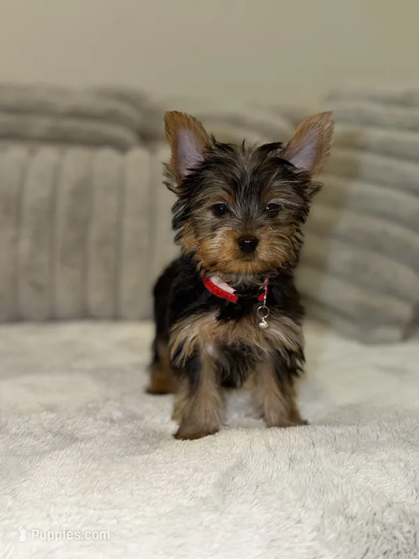 Olive – Yorkshire Terrier puppy for sale in Ypsilanti, MI