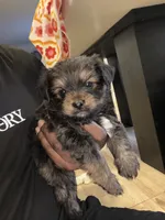 Chip, a male Shih Tzu and Yorkshire Terrier for sale in Ypsilanti, MI – 2 of 4