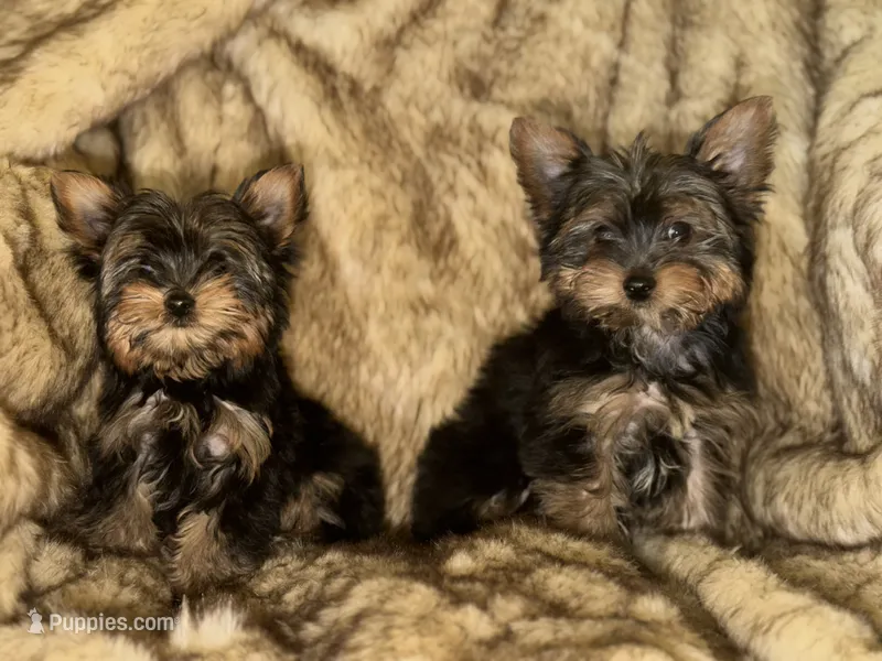 Sebastian – Yorkshire Terrier puppy for sale in Ann Arbor, MI